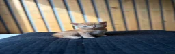Abyssinian cats for sale: British x Abyssinian Kittens ONLY 2 left !  - Advert 18