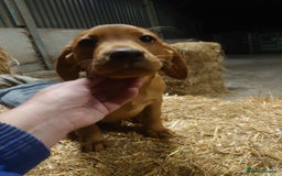 Labrador Retriever dogs for sale: KC Registered Fox Red & Yellow Labradors - Image 17