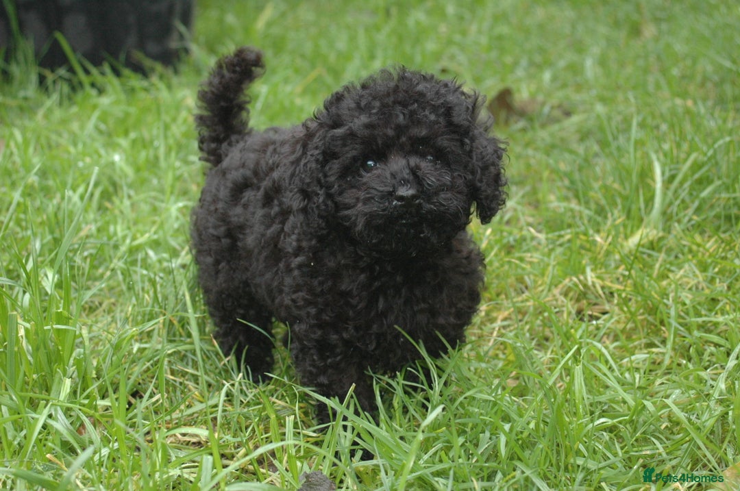 Toy Poodle dogs for sale: Toy Poodle (1 boy left to find their home) - Advert 5