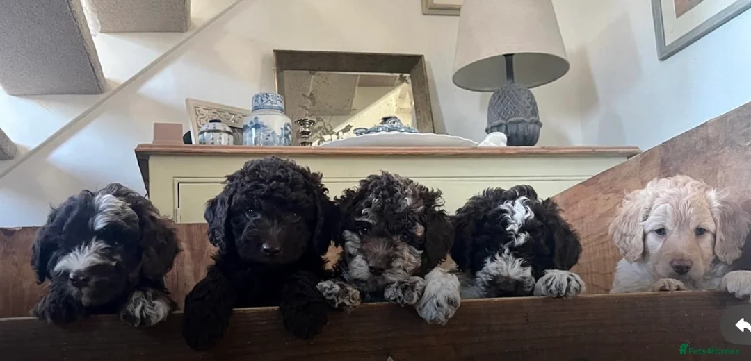 Goldendoodle dogs for sale: Cotswold Miniature/Toy Goldendoodles, All Colours - Advert 13