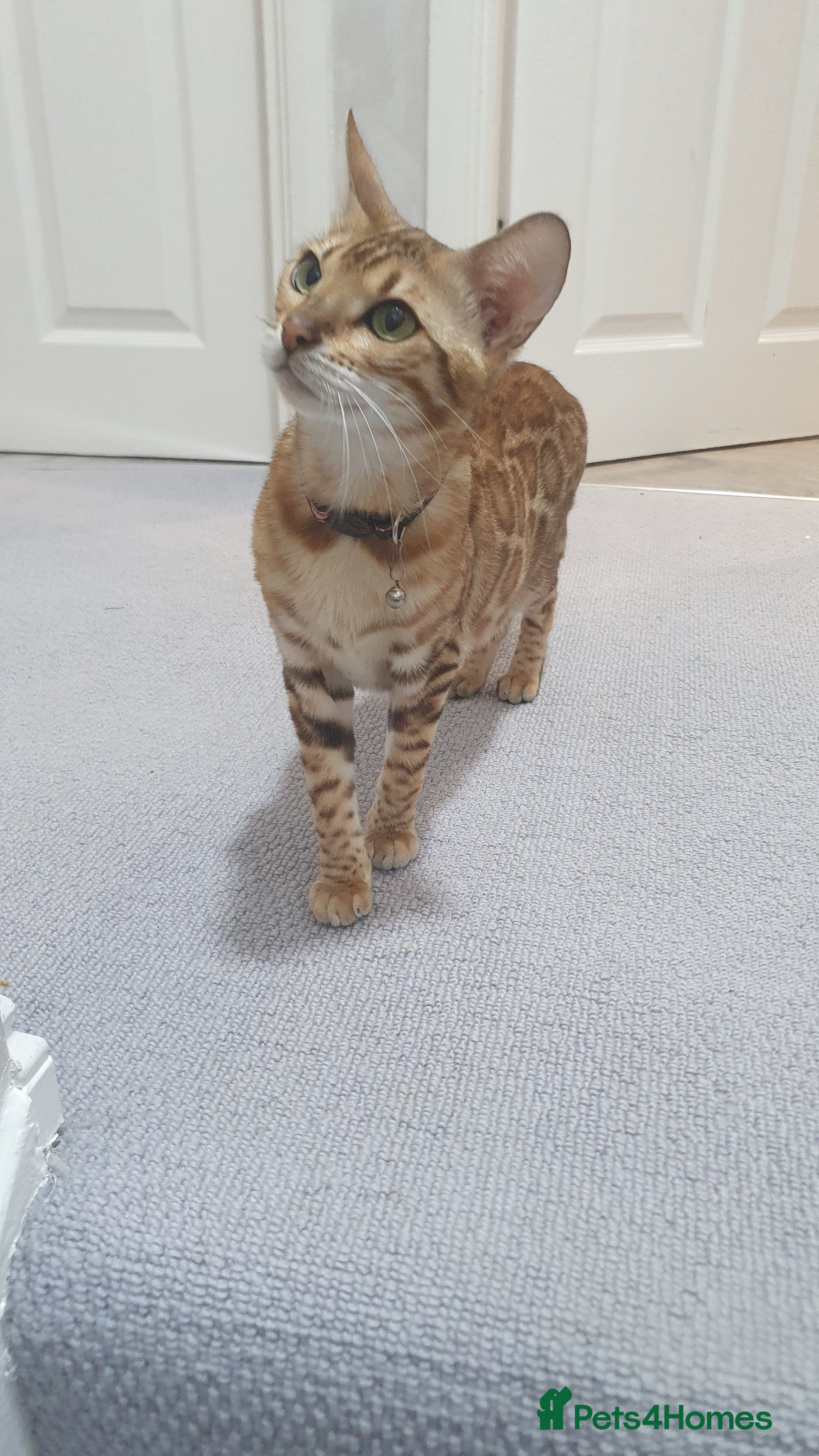 Bengal cats WE HAVE TWO BENGAL KITTENS FOR SALE!! - Advert 1