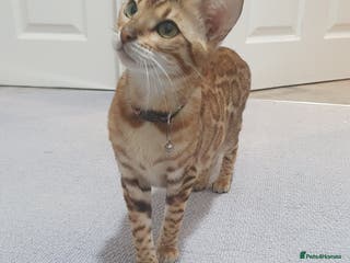 Bengal cats GORGEOUS BENGAL KITTENS. DOB 16th september 2025 - Advert 3