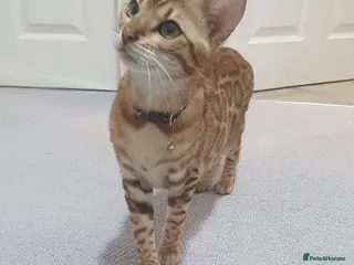 Bengal cats GORGEOUS BENGAL KITTENS. DOB 16th september 2025 - Advert 2