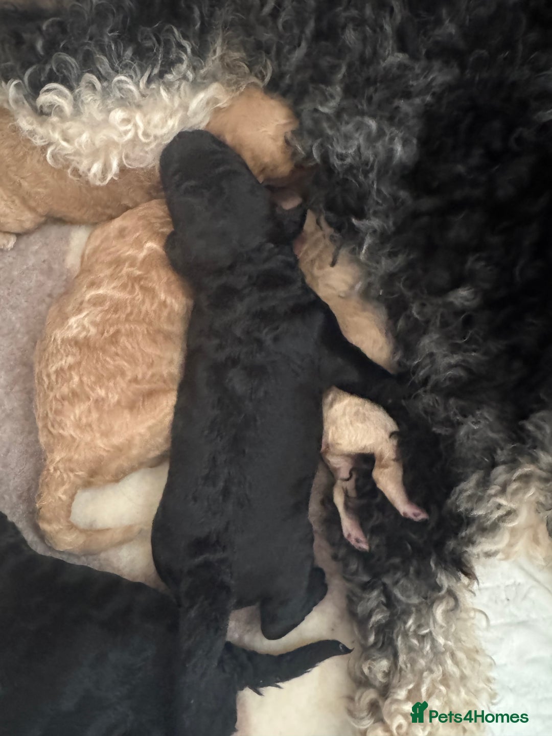 Mixed Breed dogs for sale: Beautiful Cockapoo puppies  - Image 6