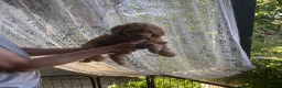 Cockapoo dogs for sale: 🐶Ready 23rd July🐶 Toy and min cockapoo F1bb. - Advert 9