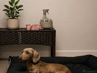 Miniature Dachshund dogs Mr Maui - Advert 10