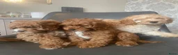 Cavapoo dogs for sale: Red f1b Cavapoo’s  - Advert 4