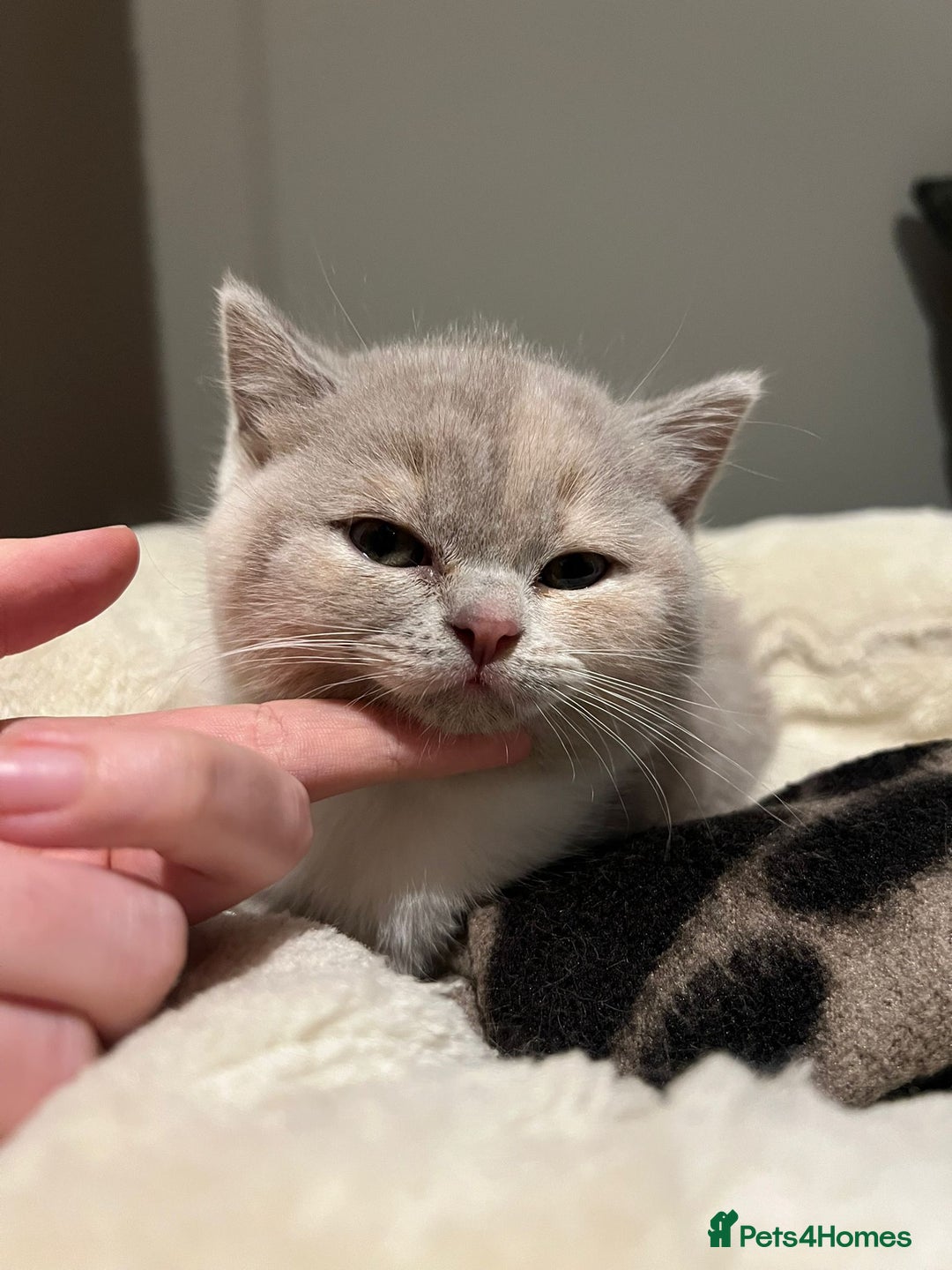 British Shorthair cats for sale: GCCF Registered Championship Line BSH Kittens - Image 21