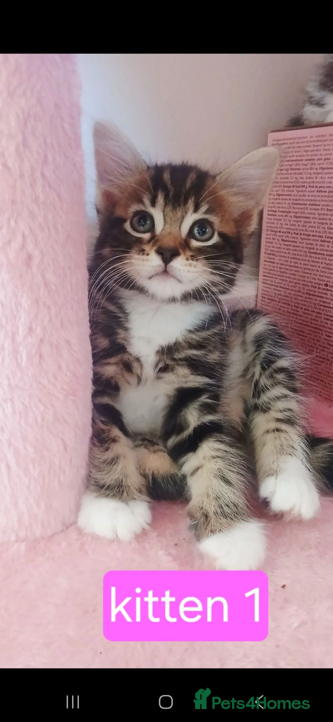 Bengal cats for sale: Bengal- mainecoon mix - Advert 1