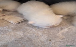 British Longhair cats for sale: Adorable Pure White Blue-Eyed British Kittens - Image 3