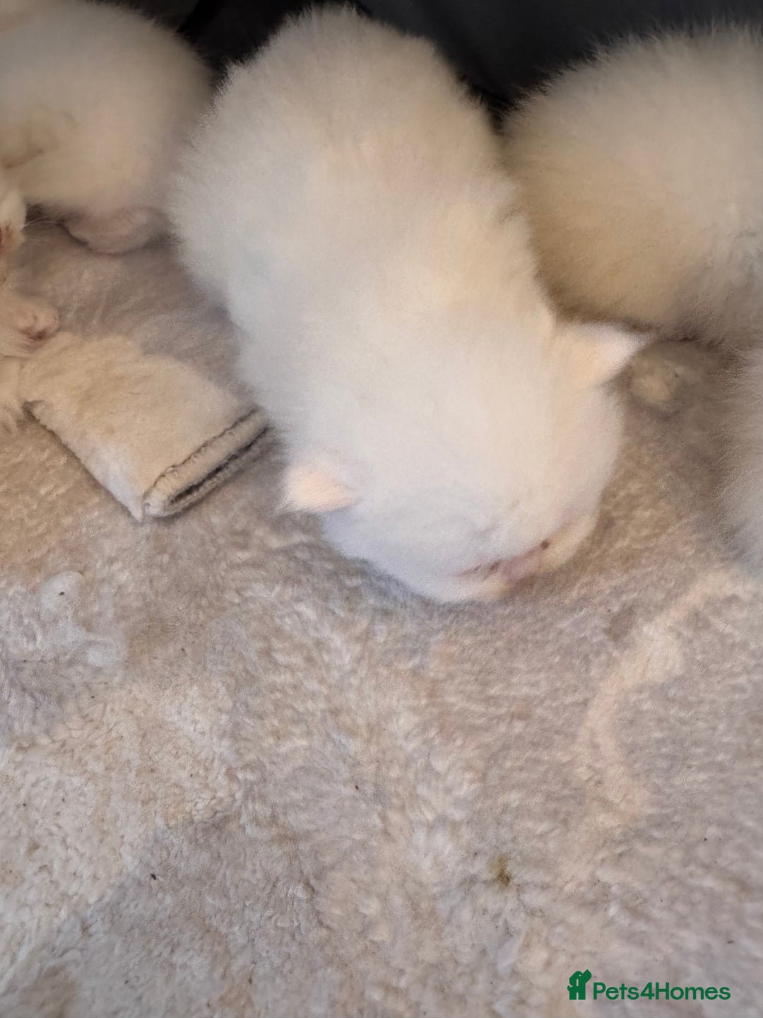 British Longhair cats for sale: Adorable Pure White Blue-Eyed British Kittens - Image 3