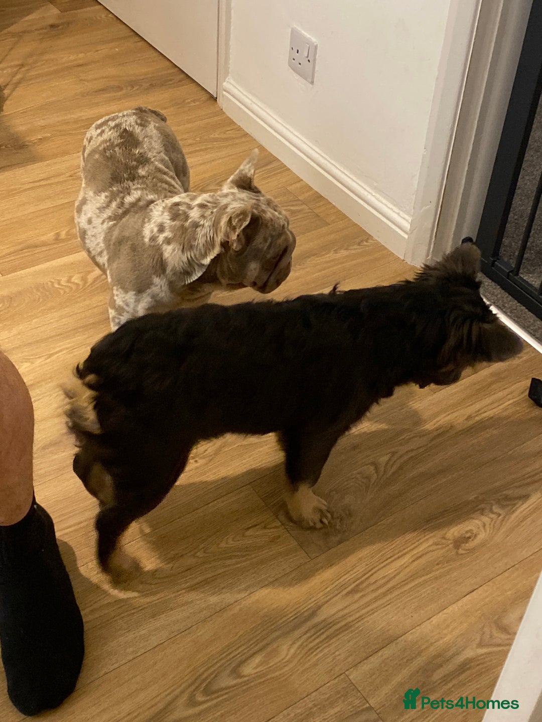 French Bulldog dogs for sale: Fluffy BOY- Chocco 😍 - Advert 7