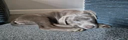 Labrador Retriever dogs for sale: Six Month Old Silver Labrador  - Advert 8