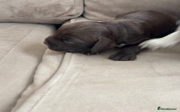 Cocker Spaniel dogs for sale: Cocker spaniel puppies  - Image 22