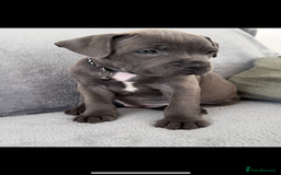 Staffordshire Bull Terrier dogs for sale: Blue Staffordshire bull terrier  - Image 37
