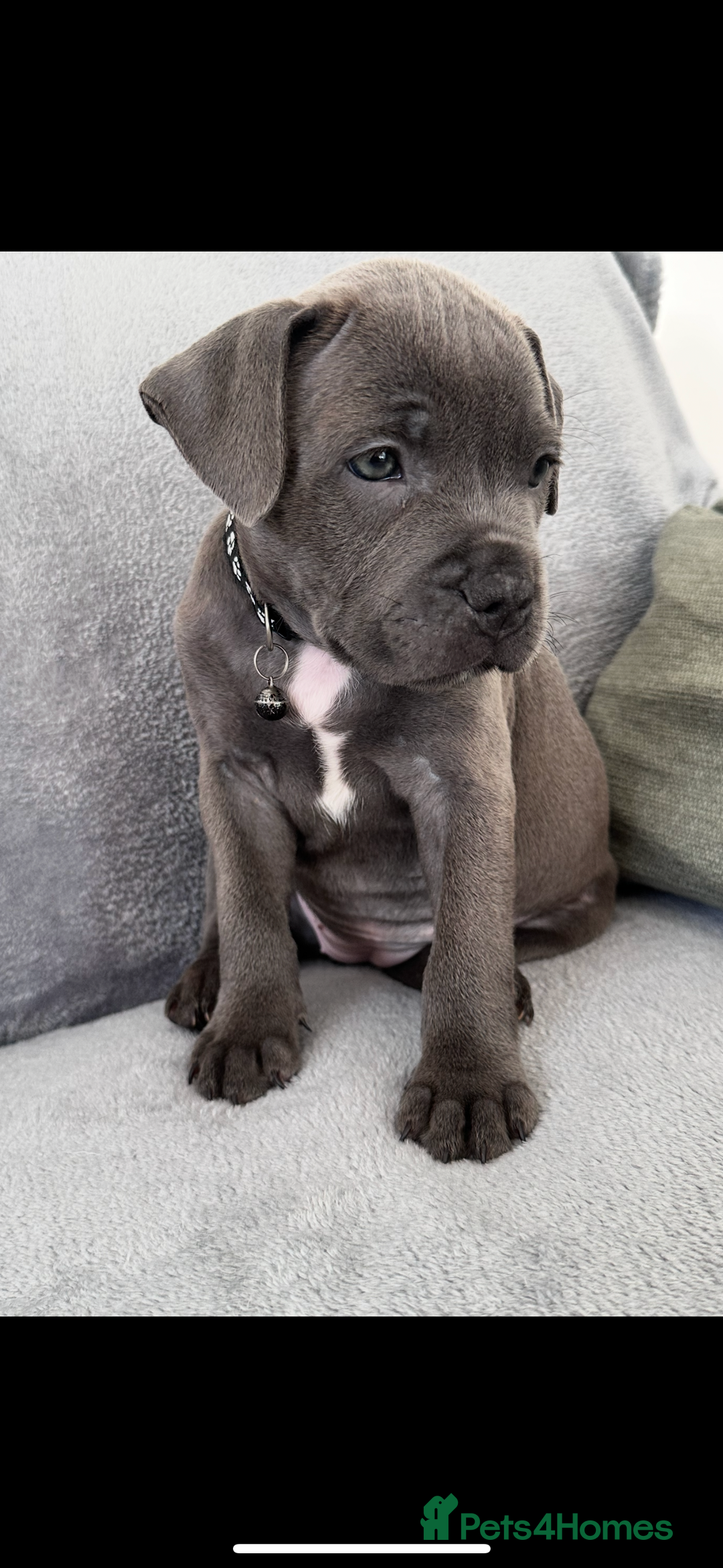 Staffordshire Bull Terrier dogs for sale: Blue Staffordshire bull terrier  - Image 37