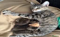 British Shorthair cats for sale: 3 boys 1 girl Tabbys - Image 1