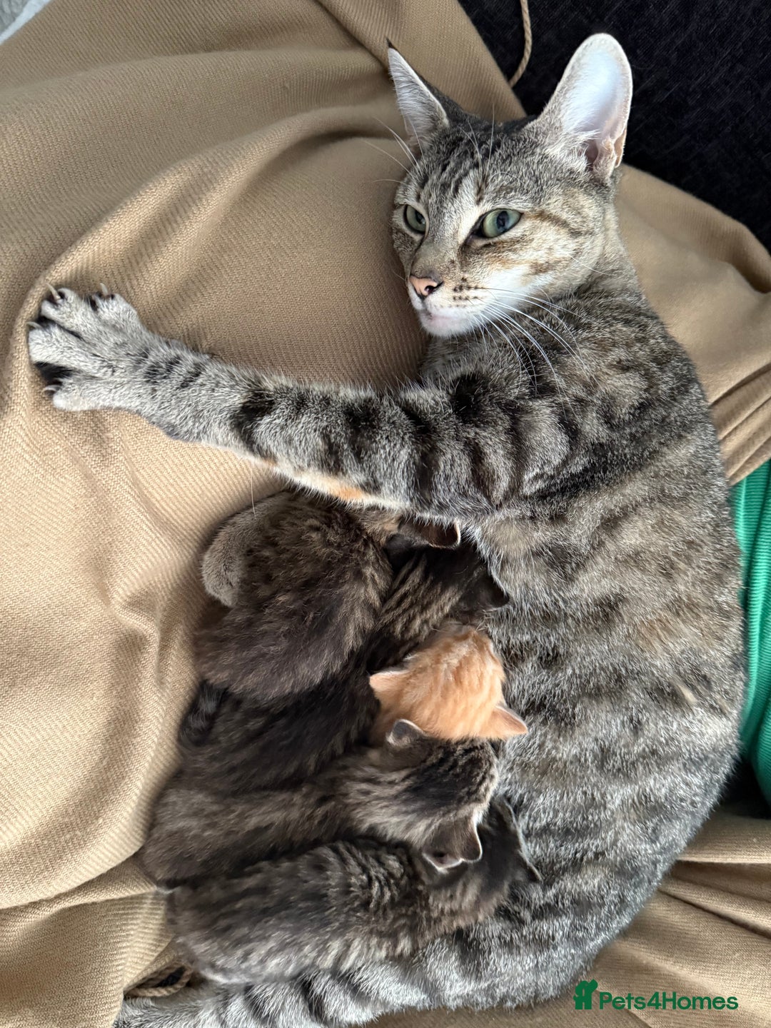 British Shorthair cats for sale: 3 boys 1 girl Tabbys - Image 1