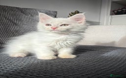 Maine Coon cats for sale: Maine coon kittens POLYDACTYL FEMALES  - Image 3