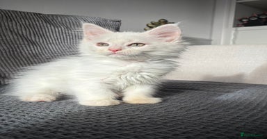 Maine Coon cats - Advert 5