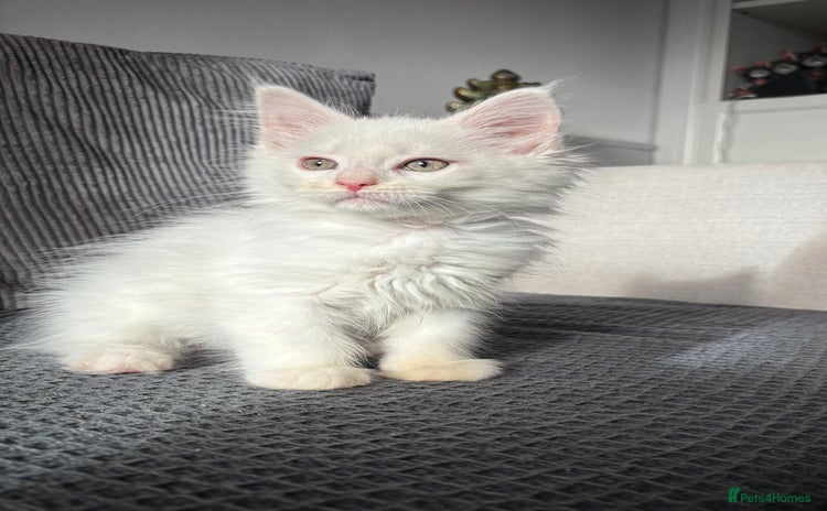 Maine Coon cats - Advert 11