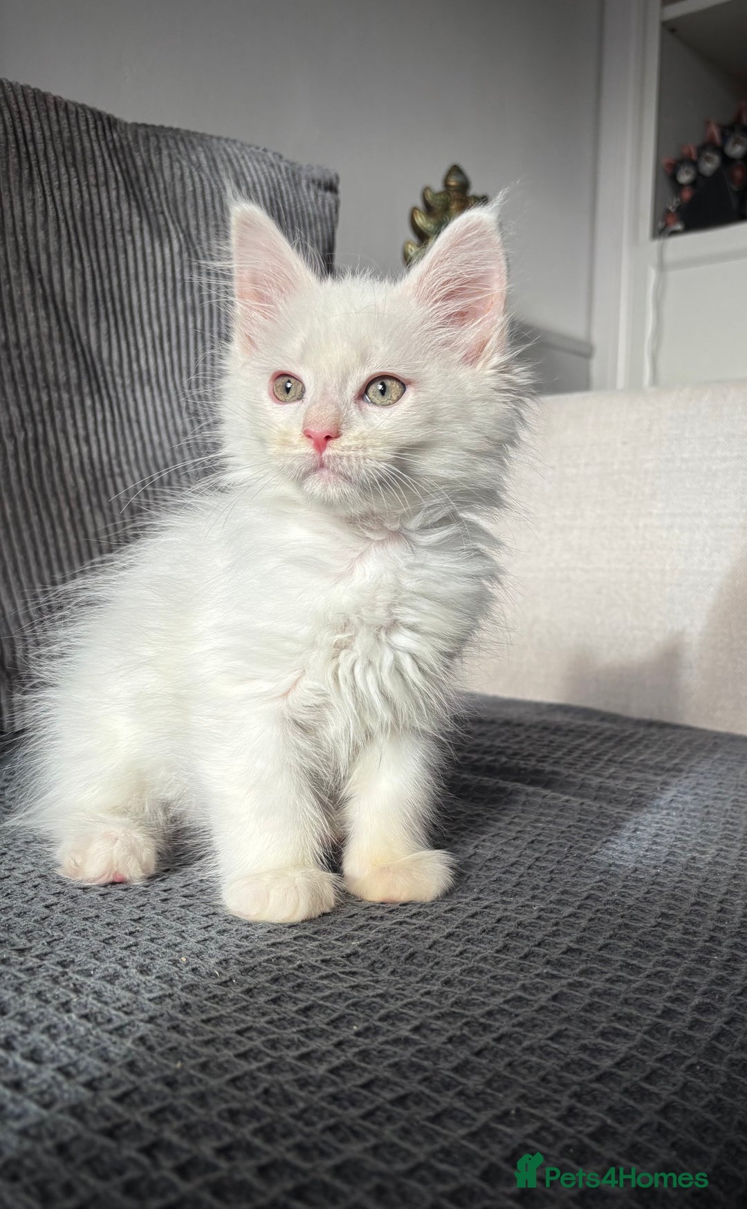 Maine Coon cats for sale: Maine coon kittens POLYDACTYL FEMALES  - Image 3
