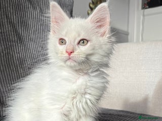 Maine Coon cats - Advert 2