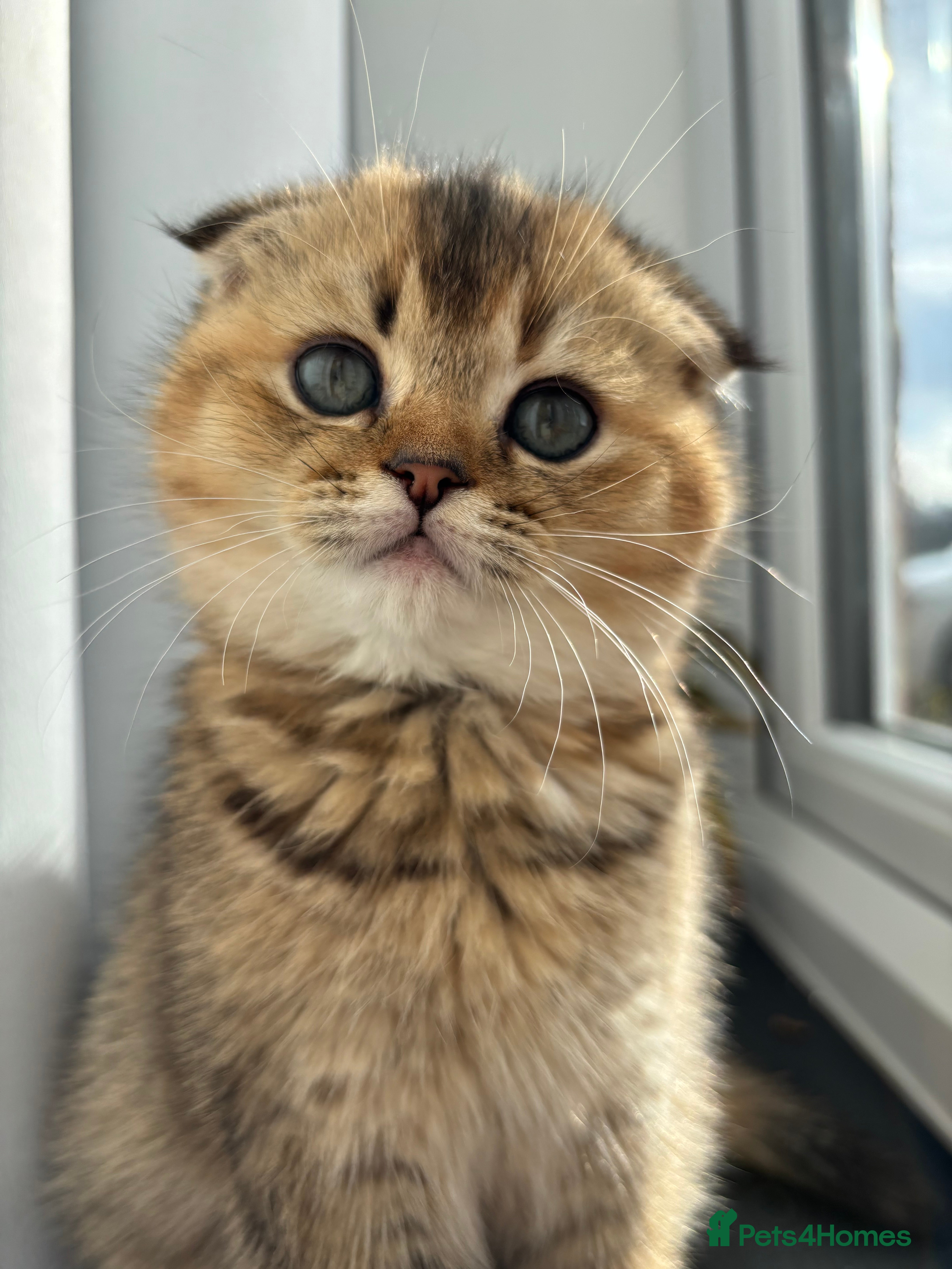 Scottish Fold cats Scottish Fold & Straight kittens  - Advert 7