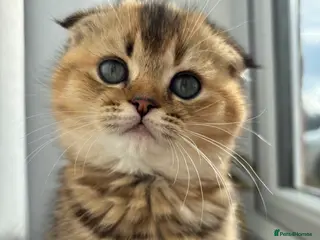 Scottish Fold cats Scottish Fold & Straight kittens - Advert 7