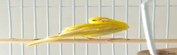 Canaries birds for sale: Three Beautiful Canaries Looking for Loving Homes - Advert 5