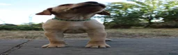 Labrador Retriever dogs for sale: Fox Red KC Labrador Puppies - Advert 8