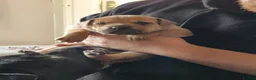 Mixed Breed dogs for sale: Sharpei x staffy in Doncaster - Advert 5