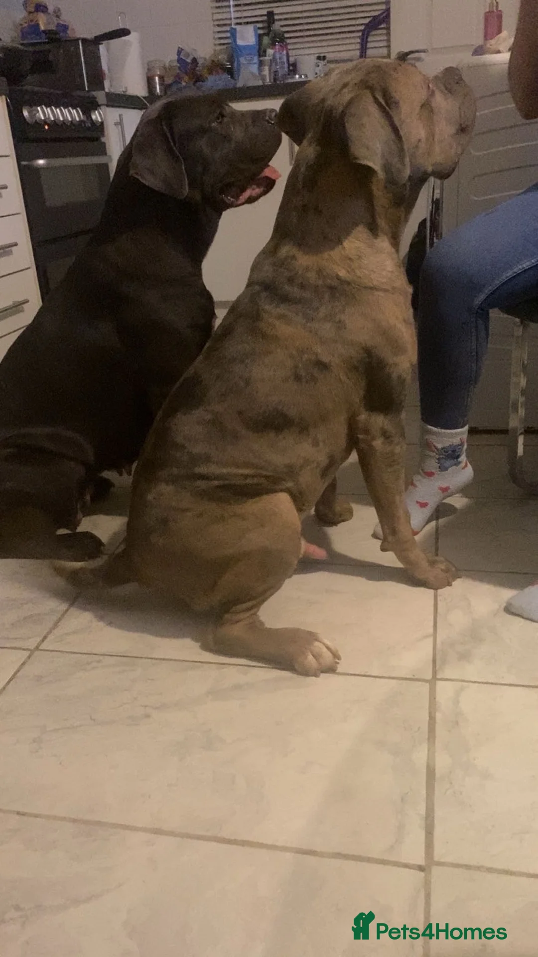 Cane Corso dogs for sale: Cane corso champion bloodline pups  - Advert 30