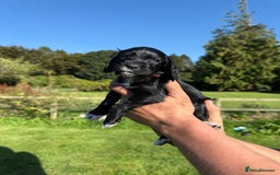 Cocker Spaniel dogs for sale: Working cocker spaniel - Image 18