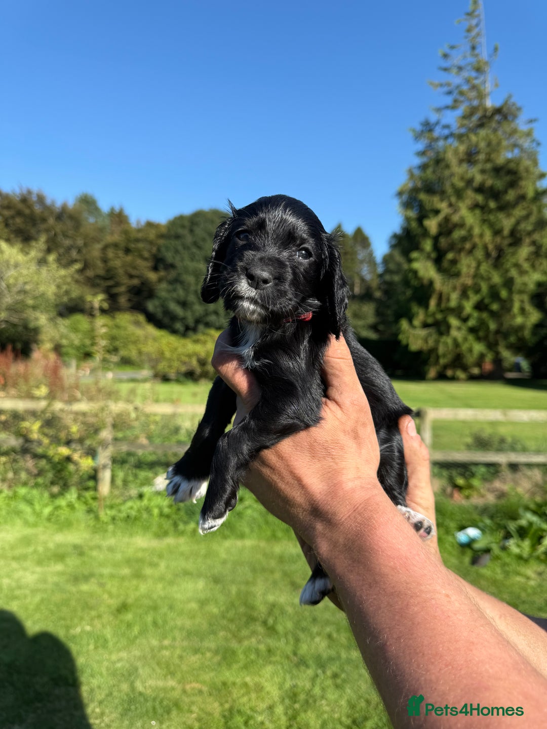 Cocker Spaniel dogs for sale: Working cocker spaniel - Image 18
