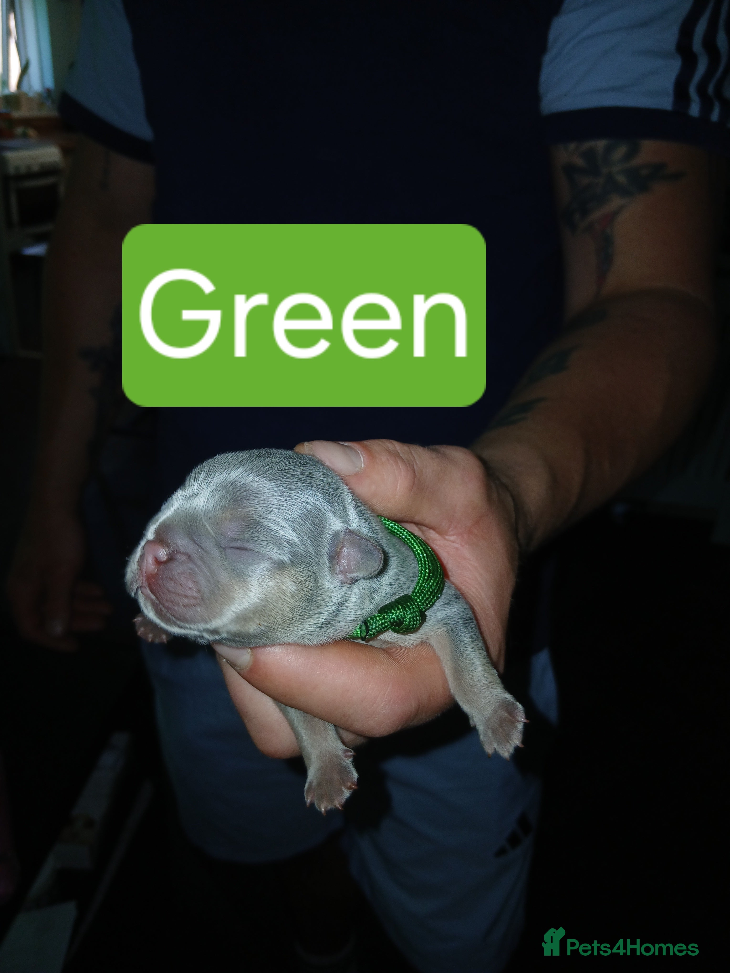 French Bulldog dogs for sale: French bulldog puppies payment plans available  - Advert 9