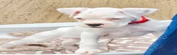 Boxer dogs for sale: READY NOW! Quality White KC Reg Boxer Puppies - Advert 2