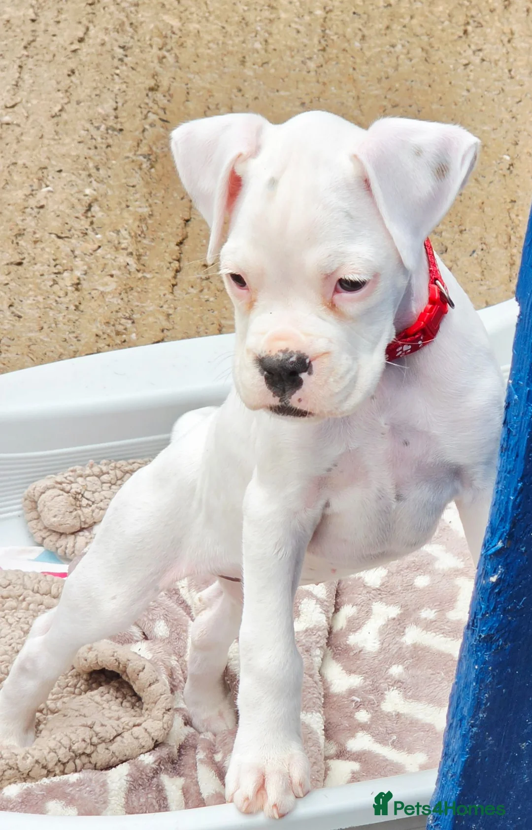 Boxer dogs for sale: READY NOW! Quality White KC Reg Boxer Puppies - Advert 2