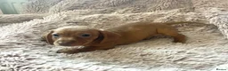 Dachshund dogs for sale: Miniature dachshund  - Advert 5