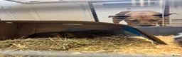 Guinea Pig rodents for sale: 2 male guinea pigs  in Lincoln - Advert 3