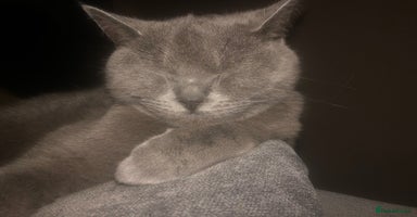 British Shorthair cats - Advert 4
