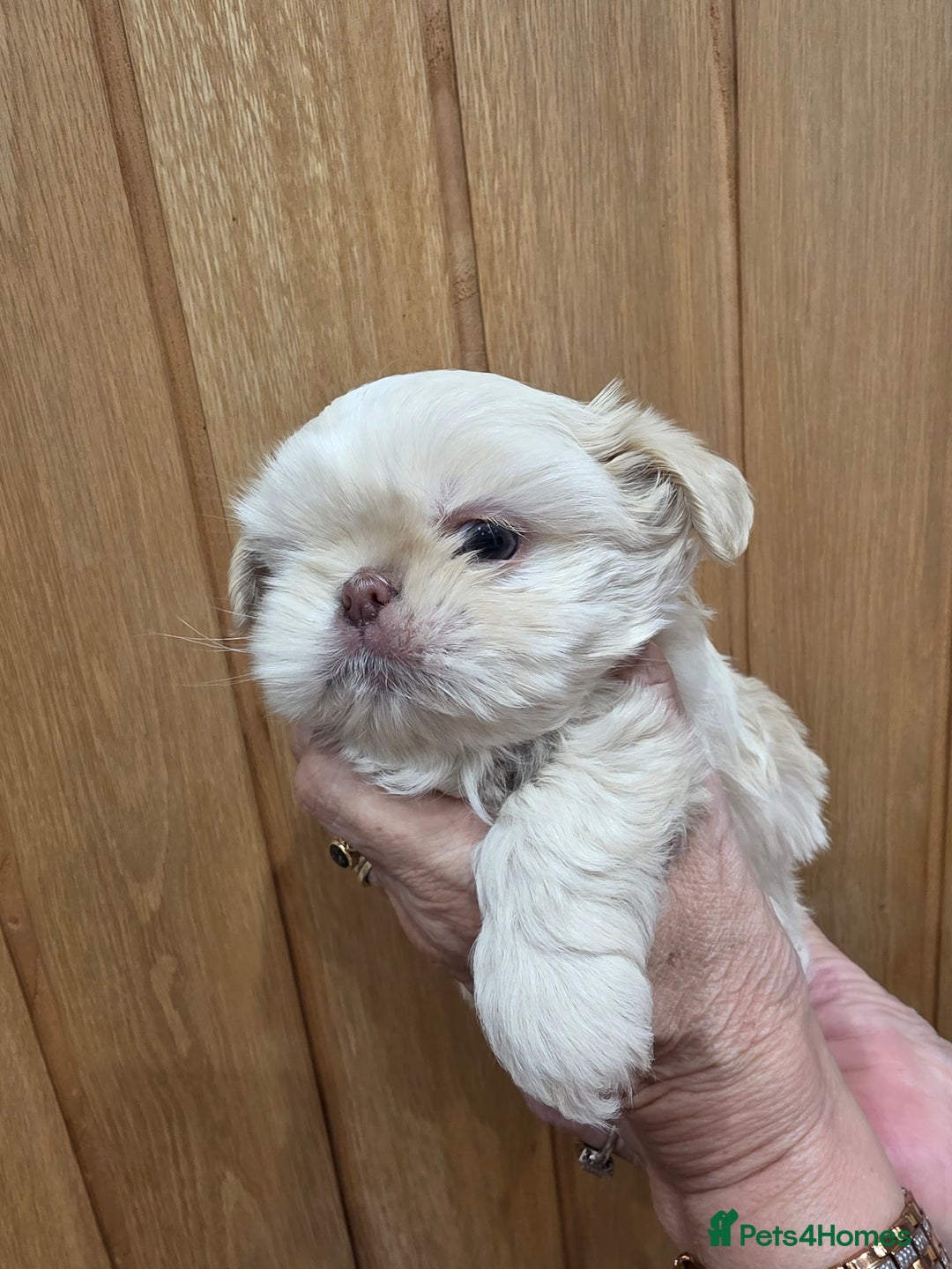 Shih Tzu dogs for sale: 3 stunning imperial karashishi shihtzu  - Advert 5