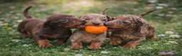 Dachshund dogs for sale: 🐾 Adorable Dachshund Puppies  🐾   - Advert 4