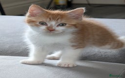 Mixed Breed cats for sale: Playful boy for sale ready now - Image 3