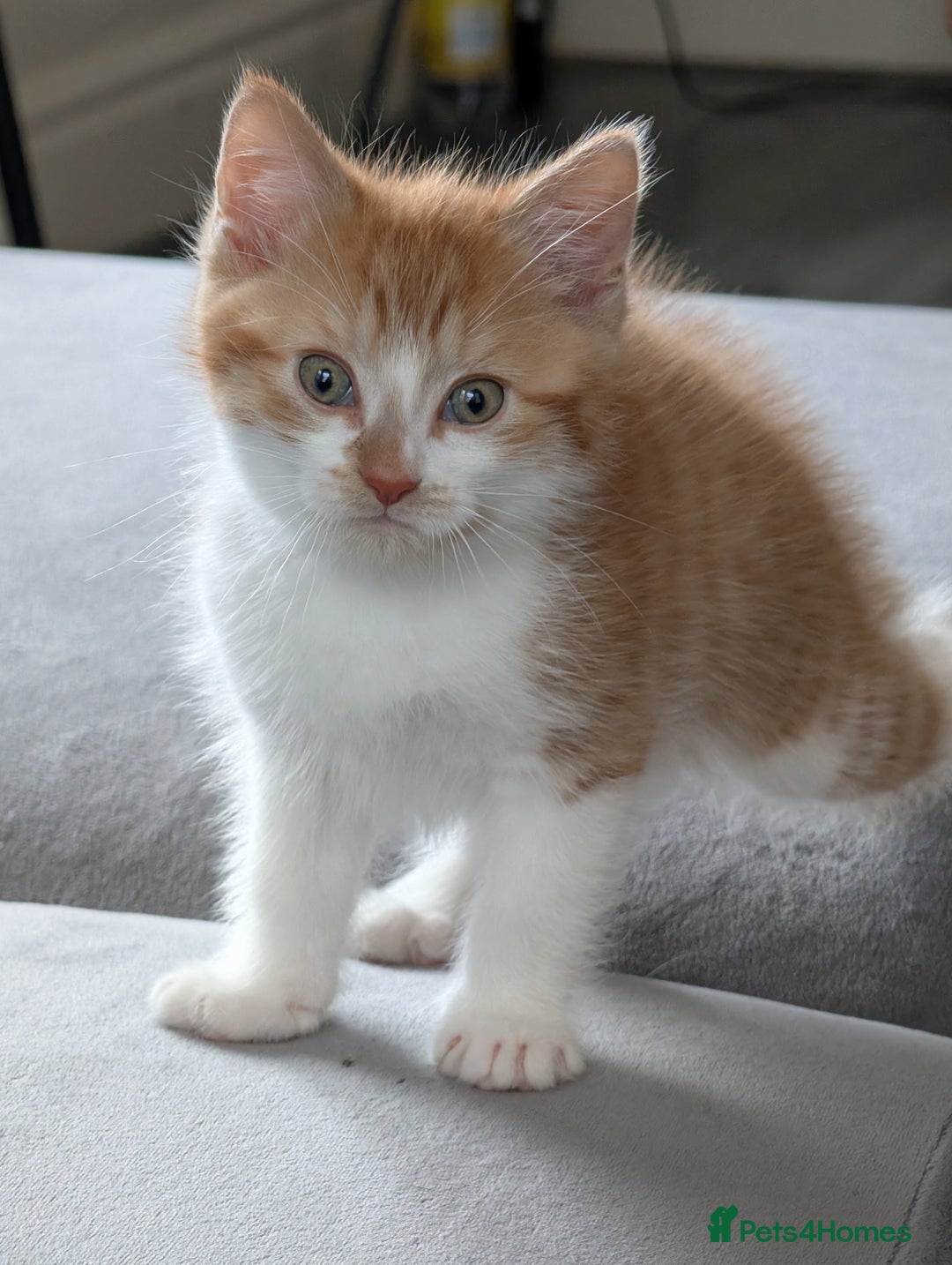 Mixed Breed cats for sale: Playful boy for sale ready now - Image 3