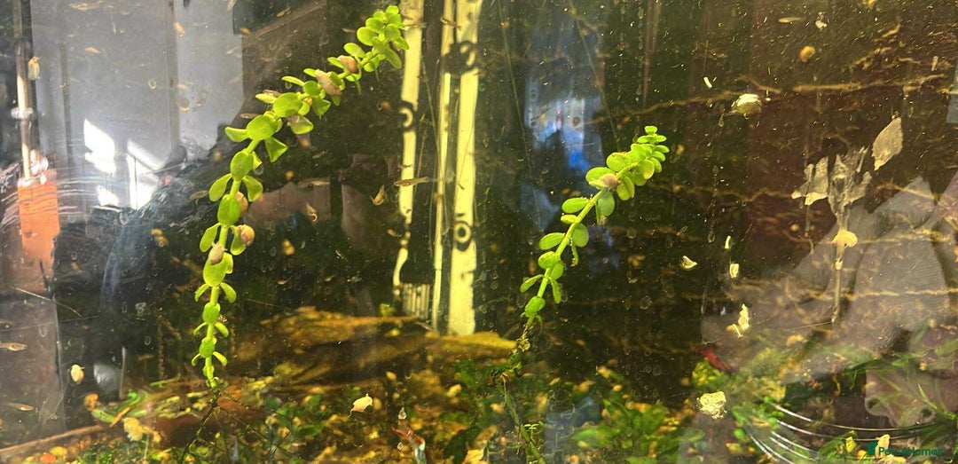 Snails fish for sale: Guppy’s and snails  - Image 3