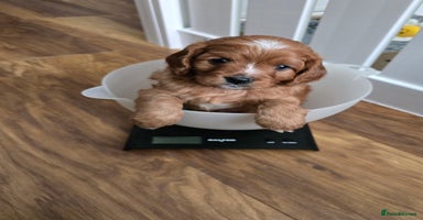 Cavapoo dogs - Advert 12