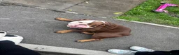 English Bulldog dogs for sale: English bulldog 3 years old.  - Advert 2