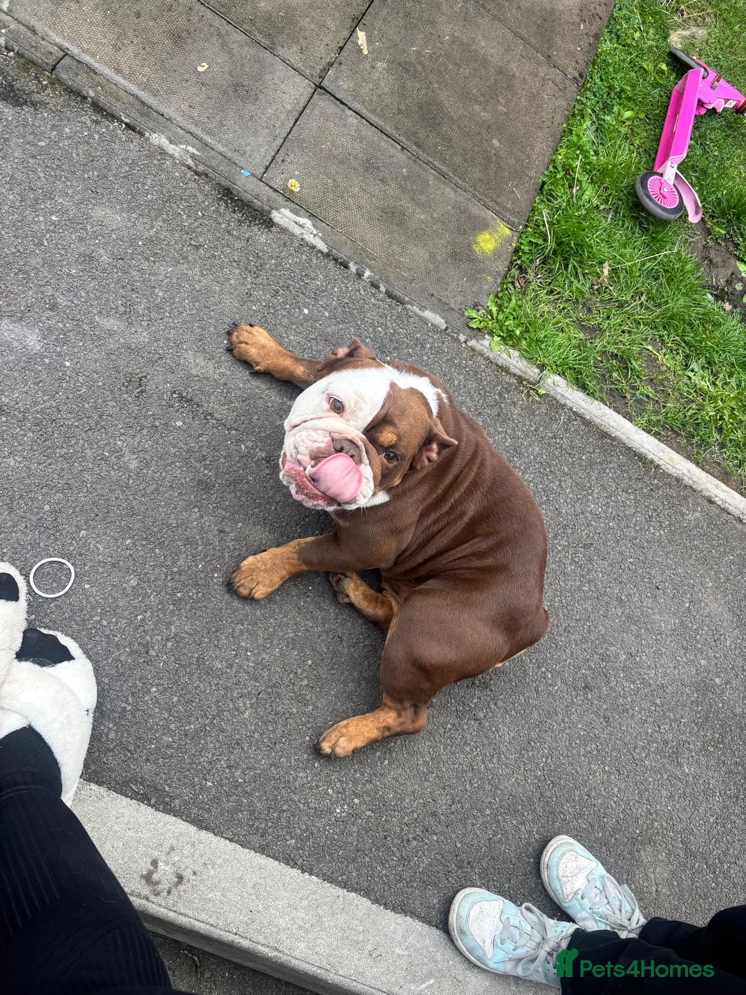 English Bulldog dogs for sale: English bulldog 3 years old.  - Advert 2