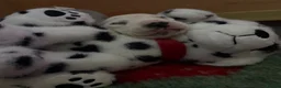Dalmatian dogs for sale: Eagerly Awaited Litter Now Here 💫 - Advert 20